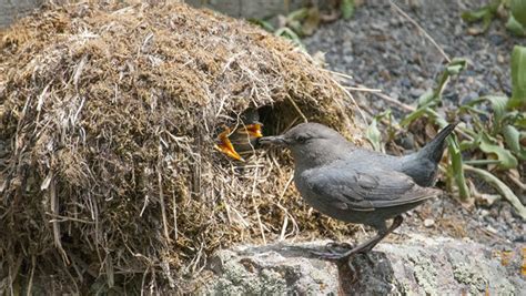 Nature up close: The American dipper - CBS News