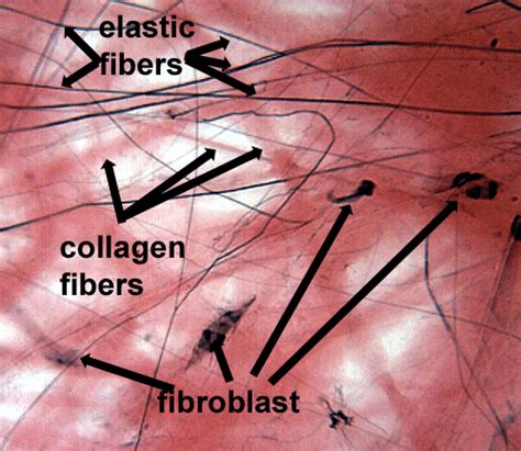 Histology of the Connective Tissues