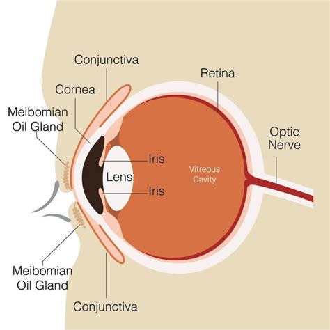 Eye Structure and Function - JaydenminOrtiz