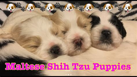 Maltese Shih Tzu Puppies | Malshi Puppies | Maltese puppies #funforkids ...