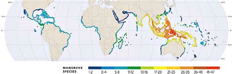 1. World map of the mangrove distribution zones and the number of ...