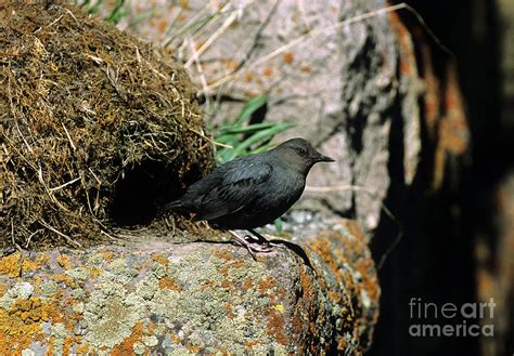 American Dipper At Nest Photograph by William H. Mullins - Fine Art America