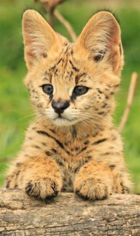 17 Best images about Big Cats and Wild Cats on Pinterest | Cats, When ...