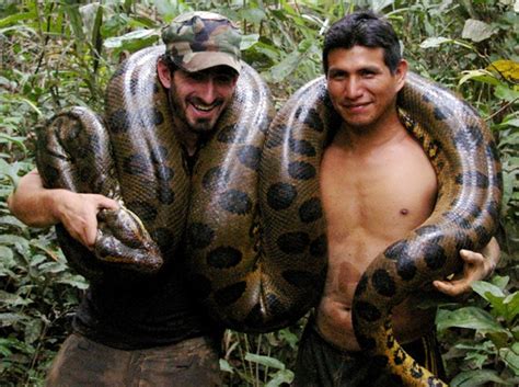 [最も人気のある！] real amazon river anaconda snake photo 339584 - Saejospictadi6c