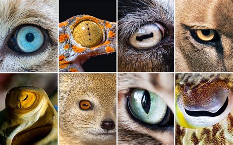 Top 103 + Pictures of different animals - Inoticia.net