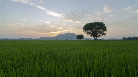 Timelapse sunrise morning in paddy field. 9164339 Stock Video at Vecteezy