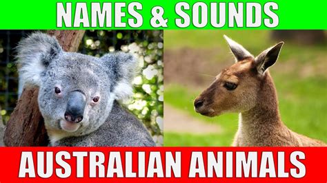 Australian Animals And Their Names