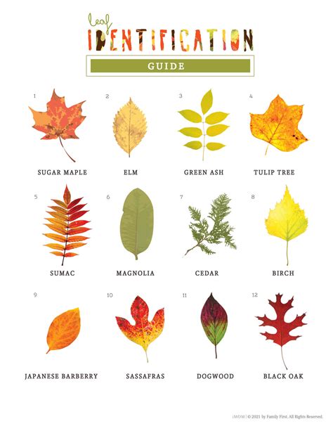 Tree Identification Chart