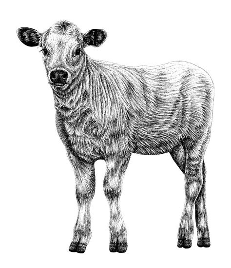 Baby White Park cow - calf ink illustration Drawing by Loren Dowding ...