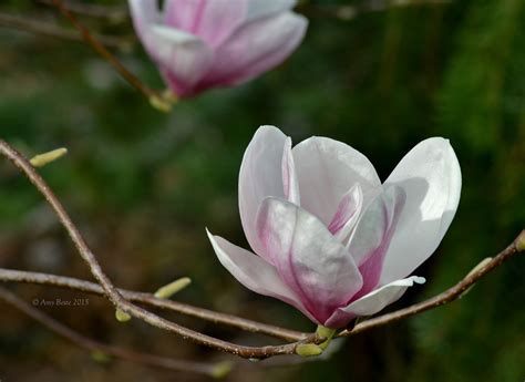 Through Amy's Eyes - Photography by Amy Beste: Sweet Magnolias