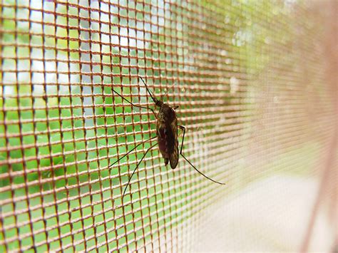 Mosquito Free Stock Photo - Public Domain Pictures