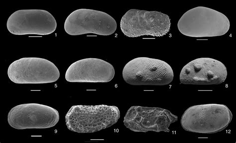 -SEM pictures of the most represented ostracod species in selected ...