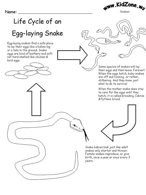 the life cycle of an egg - laying snake is shown in this worksheet