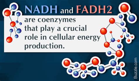 Cells of all living organisms need NADH and FADH2 (naturally occurring ...