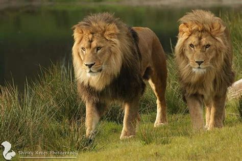 Lion friends | Big cats art, Lion pictures, Lion king pictures