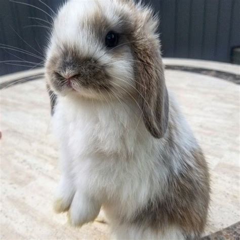 Baby Holland lop #HoneybeeRabbitry #babybunny #hollandlop #bunny # ...