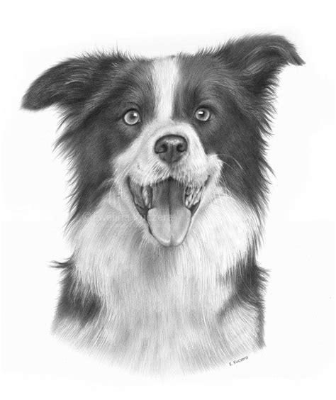 Border Collie Drawing by Kot-Filemon on DeviantArt