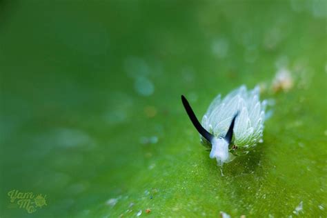 Leaf Sheep, An Underwater Treasure That Can Photosynthesize | Odd ...