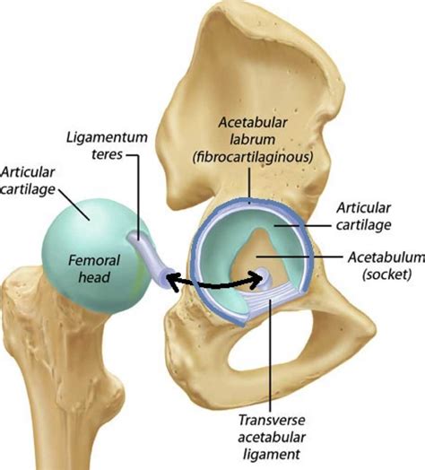 Acetabular Labrum – Function, Tears, Symptoms, Treatment and Pictures ...