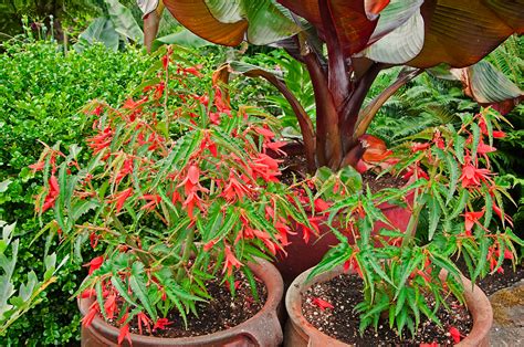 Linda Cochran's Garden: Begonia Boliviensis