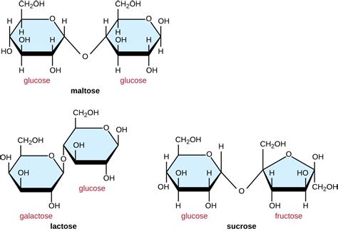 Carbohydrates | Microbiology