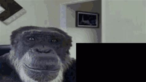 Monkey Meme GIF – Monkey Meme – discover and share GIFs