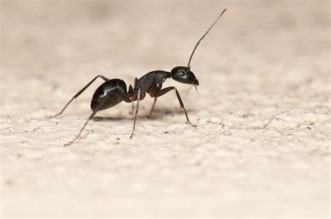 Carpenter Ants - Identification | Threats | Treatment