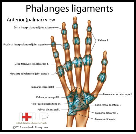 Phalanges Ligaments | Capsule, Hair accessories, Bobby pins