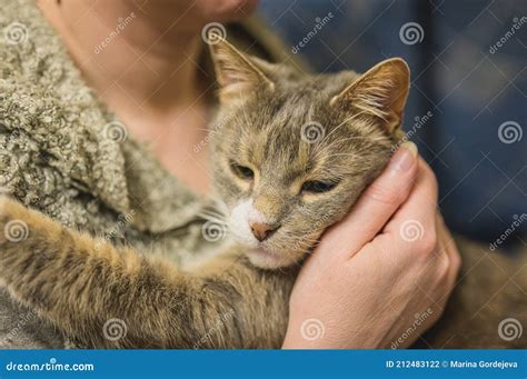 Happy Cat Hugs Its Master. Cute Gray Cat in Owner`s Hands Stock Photo ...