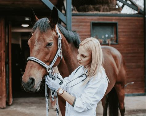 Ringworm in Horses: Your Guide to Prevention & Treatment – Equestrian ...