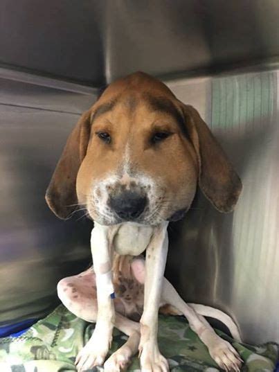 Dog's face swells dramatically after bite - Pet Rescue Report