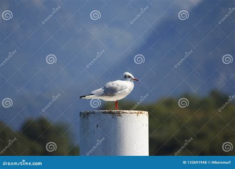 Seagull Sitting on a Pier on the Shore of Lake Como, Italy, Stock Photo ...