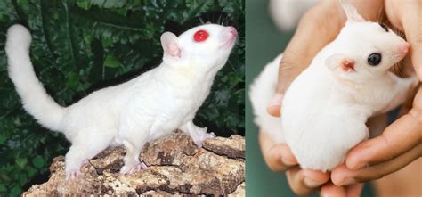 Leucistic Sugar Glider: A Unique Pet Experience | Own Your Pet