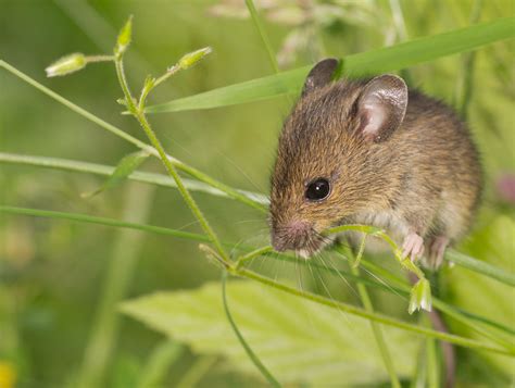 Wood Mouse – UK Wildlife