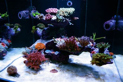 What should you do when you want to change your aquascape after your ...