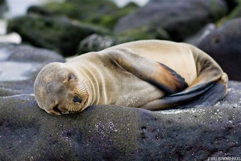 Sea Lion Pup | Will Burrard-Lucas