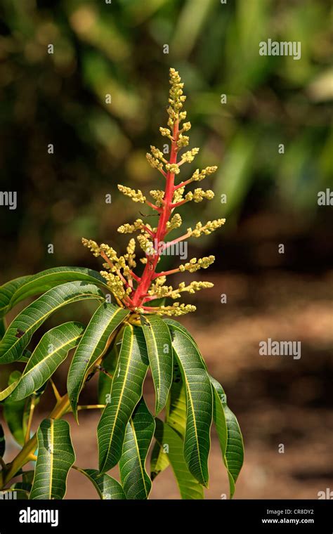 Mango Tree Flowers