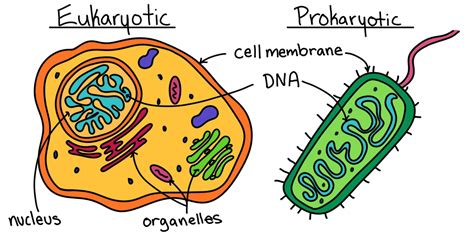 Simple Eukaryotic Cell Diagram