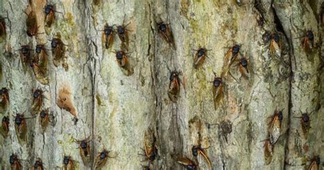 Massive Cicada Swarm Set to Molt in North America in 2024, Largest ...