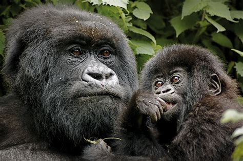 The Success of Mountain Gorilla Conservation and the Status of all ...