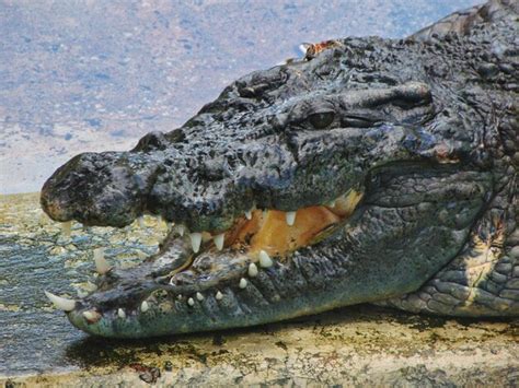 Premium Photo | Close-up of crocodile in swamp