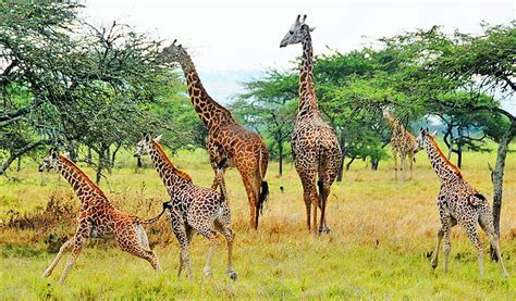 Akagera national park Safaris | Birding in Rwanda | Rwanda Safari Tour