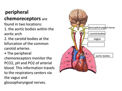 PPT - WINDSOR UNIVERSITY SCHOOL OF MEDICINE PowerPoint Presentation ...