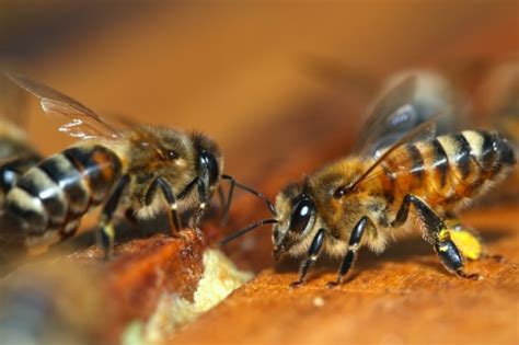 Honey bee species || BeeKeeping