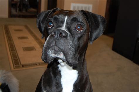 Black Boxer Puppies / AKC Black Boxer Champion Boxer Puppy For Sale In ...