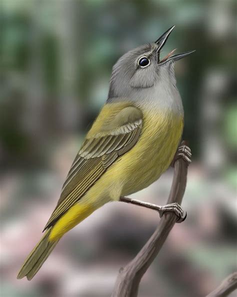 Orange-crowned Warbler | Pretty birds, Pet birds, Beautiful birds