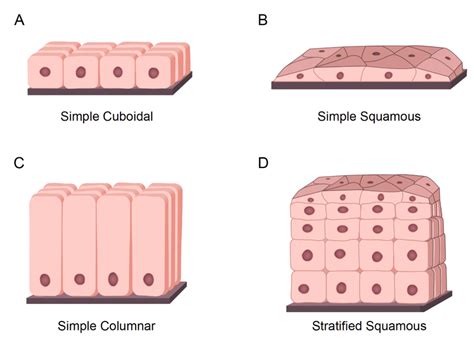 Simple Columnar Epithelial Tissue