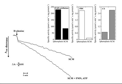 FAD synthesis as catalyzed by solubilized SCM. FAD amount was ...