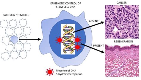 History – Murphy Skin Biology Research