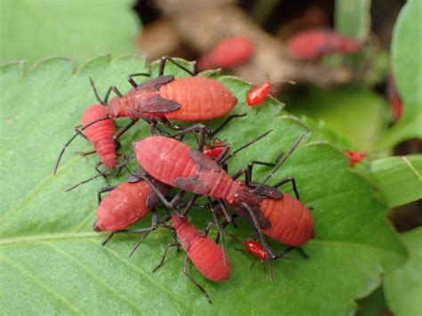 zoology - Species identification; clusters of big plump red bugs in ...